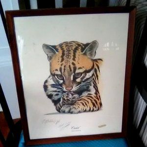 Ocelot/Felis Pardalis